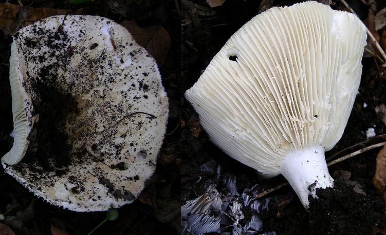 Russule del 12 giugno.